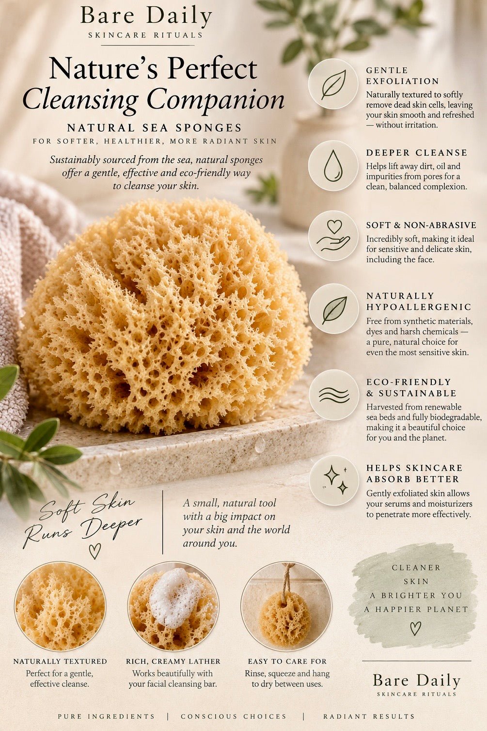 An informational product graphic for Bare Daily Natural Sea Sponges, featuring a large close-up of a textured beige sea sponge, smaller photos of round natural sponges, and columns of text detailing benefits such as gentle exfoliation, deeper cleanse, soft & non-abrasive, and naturally hydrophilic.